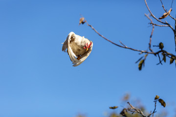 Летящий петух