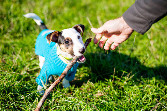 Cute little dog with pleasure gnawing wooden stick in grass