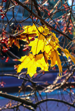 Rest of yellow sunny leaves in autumn in Moscow 