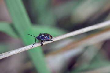 Multicolored beetle on thin reed macro shot