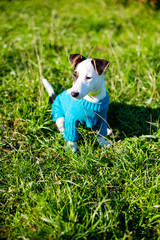 Jack Russell in a field in the summer