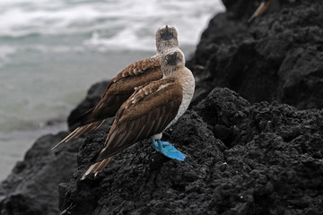 Blue footed booby, sula nebouxii, Galapagos Ecuador