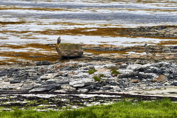 Eagle resting on stone a early morning, Norway, Lofoten