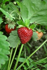 wild strawberry