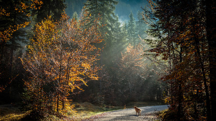 Obraz premium trekking path in an autumn day in the alps