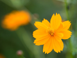 キバナコスモス