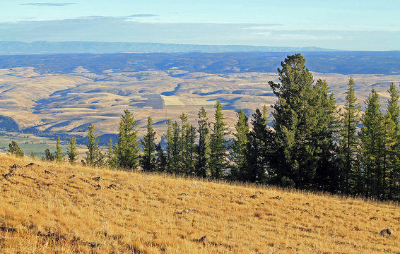 Looking Beyond Evergreen Trees into the Wallowa Valley, Oregon,