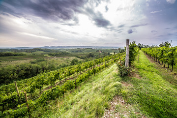 grapevine field in the italian countryside