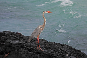 Great Blue Heron, ardea herodias, Galapagos Ecuador