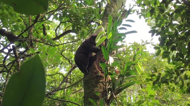 Wild Macaco Prego searching through trees to find food in the jungles of South America.
