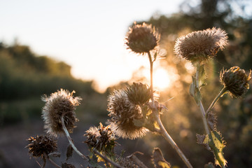 Obraz premium Flowery Sunset