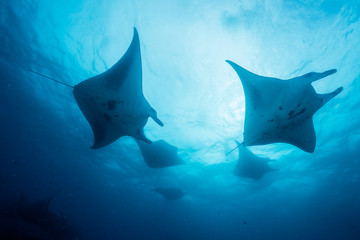School of manta ray