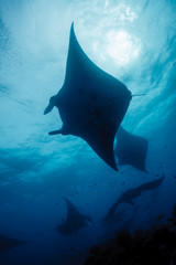 Silhouette of manta ray