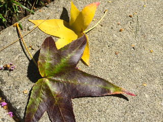 Leaves on the ground