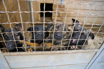 Abandoned dogs in the kennel,homeless dogs behind bars in an animal shelter.Sad looking dog behind...
