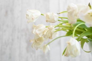 dry white tulips in vase on white background
