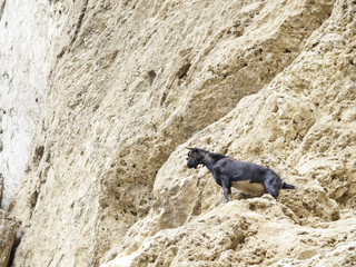 Obraz premium Goat in mountain