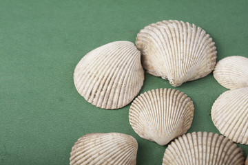 conchas do mar em fundo verde