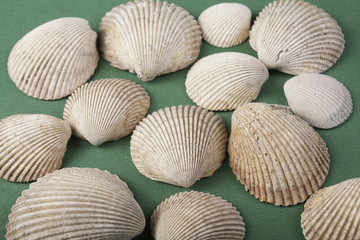 conchas do mar em fundo verde