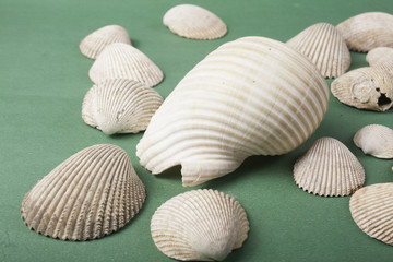 conchas do mar em fundo verde