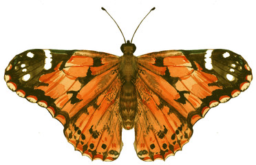 Watercolor yellow butterfly hand drawn illustration on white background