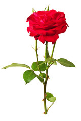 Obraz premium rose