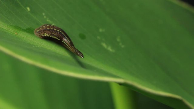 Leech Stock Footage 6