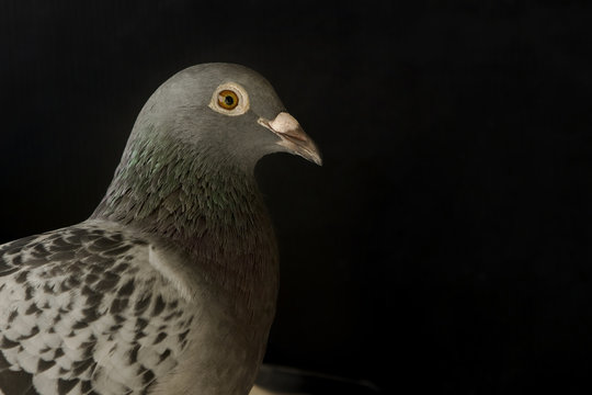 close up speed racing pigeon bird on black