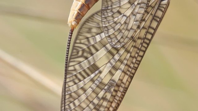 Mayfly Insect Footage