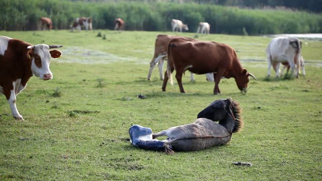Little donkey comes into the world between many cows, outdoors farm