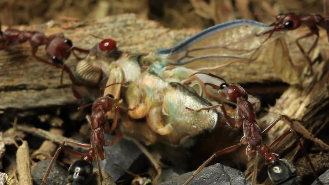 Cicada Attacked by Bull Ants 22