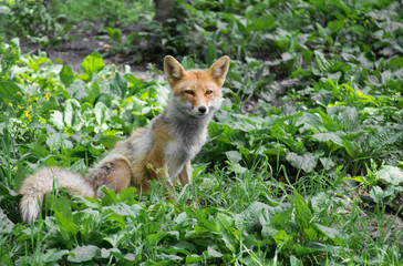Young red fox sitting on grass and stare ahead.