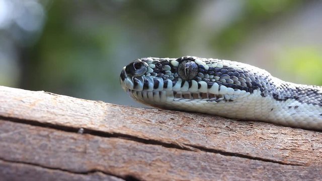 head of Snake Reptile Diamond Python