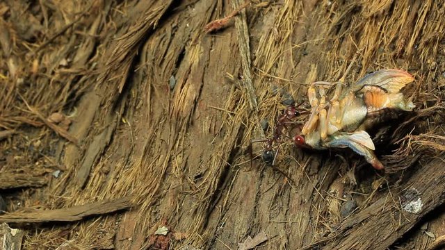 Cicada Attacked by Bull Ants 5