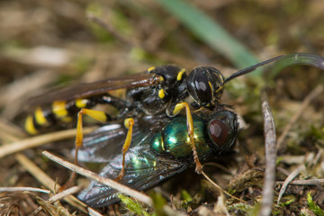 Field digger wasp (Mellinus arvensis) with fly prey. A common digger wasp in the family Crabronidae, with paralysed fly to be carried to provision future young 