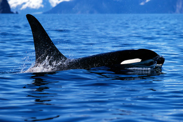 Killer whale surfaces and shows tall dorsal fin (Orcinus orca),