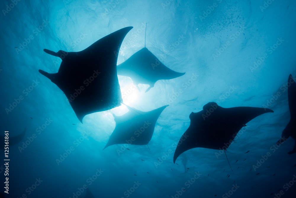 Sticker silhouette of manta ray