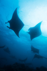 Silhouette of manta ray