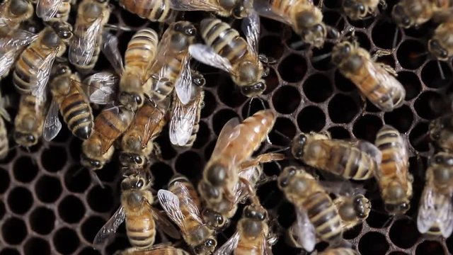 Queen bee macro in honey bee hive