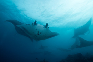 School of manta ray