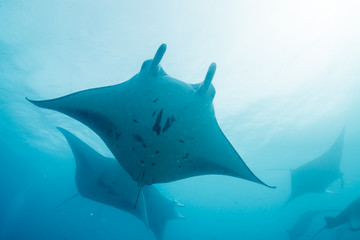 School of manta ray