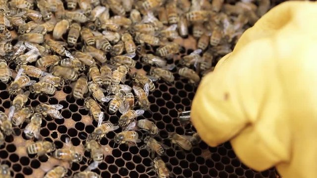 honey bee hive pests and diseases