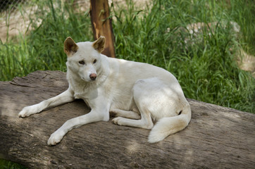 white dingo