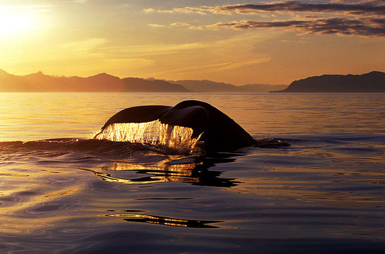 Humpback whale tail with flowing water backlit by beautiful gold