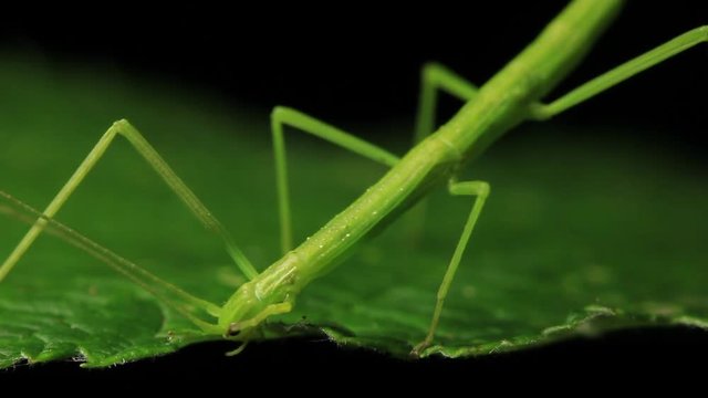 Stick Insect Eating  - Phasmatodea (4 of 5)