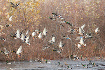 Mallard ducks taking flight (Anas platyrhynchos), California, Lo