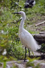great egret