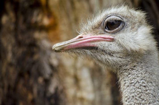 ostrich