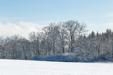 forest landscape covered in snow, winter wonderland