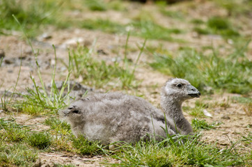 cape barren goose